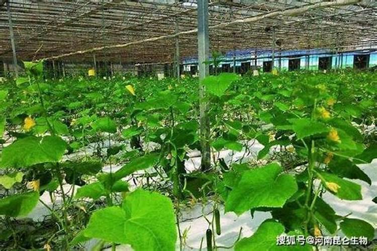 生化黄腐酸钾作用与用途