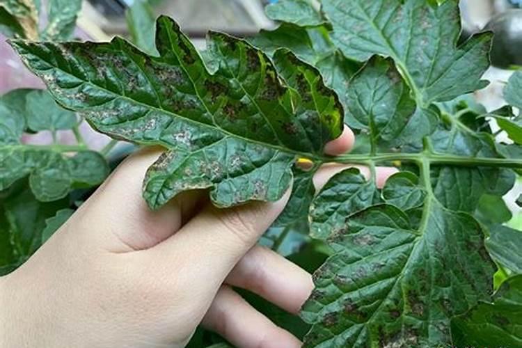 辣椒炭疽病的防治方法