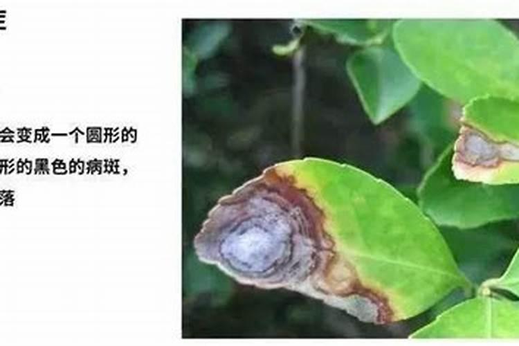 咖啡炭疽病的防治方法