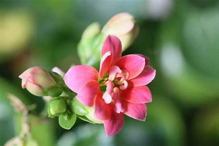 长寿花用什么肥料最好花卉百科