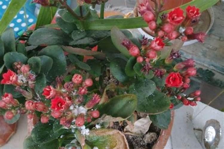 怎么让长寿花开花多