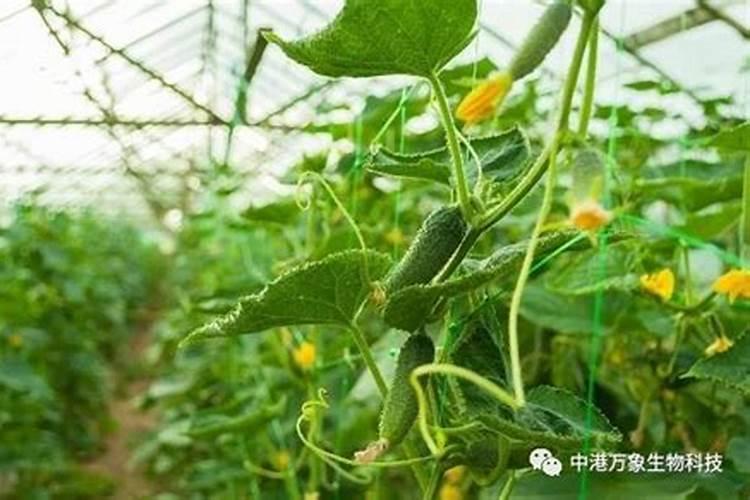 黄瓜的需肥规律总结绿 黄瓜怎么施肥