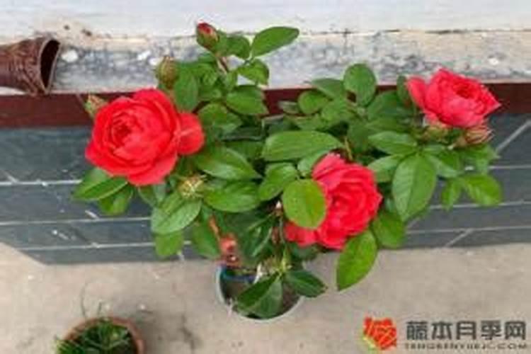 冬天月季施什么肥最好