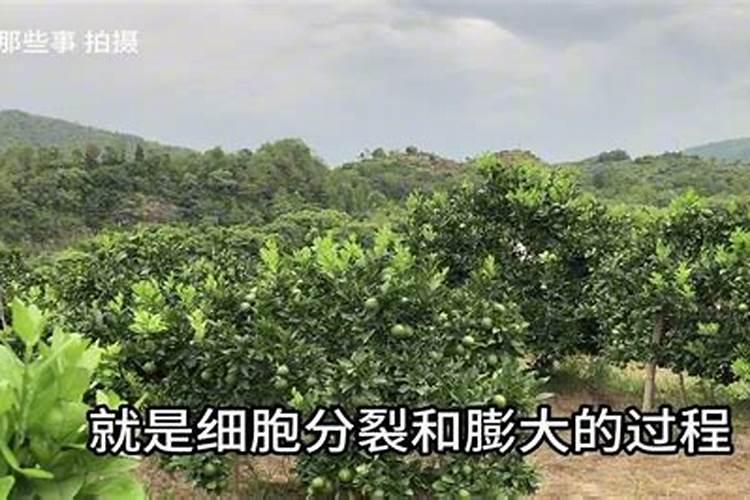 氮肥膨果还是钾肥膨果