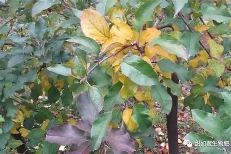 苹果树施什么肥好