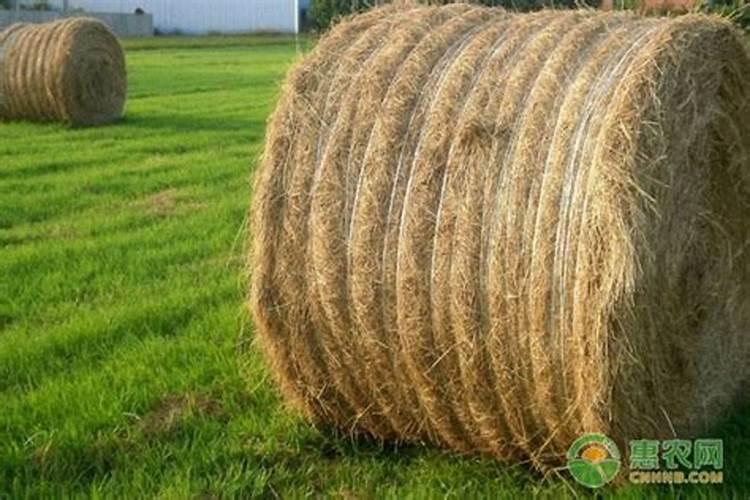 果树施硼肥怎么操作？果树施硼肥有什么用？