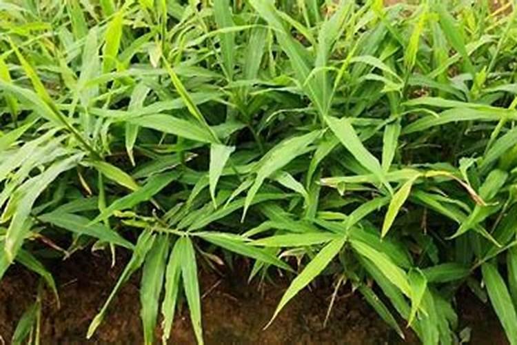大肉姜的种植技术