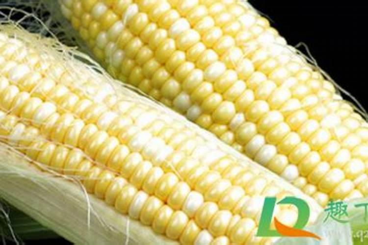 霉烂的玉米能做果树的肥料吗