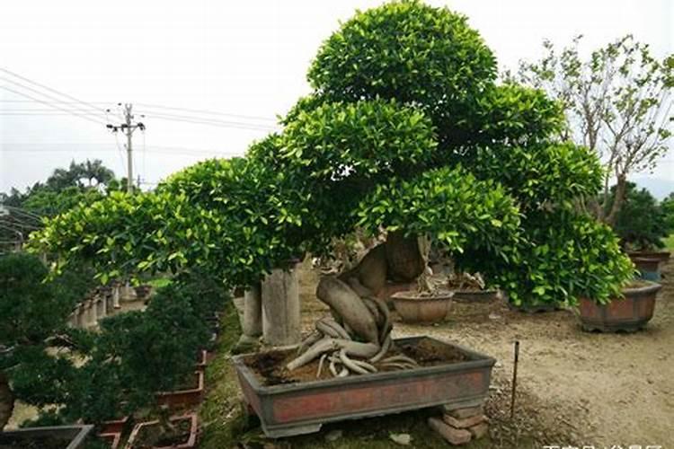 给榕树换土加什么肥料