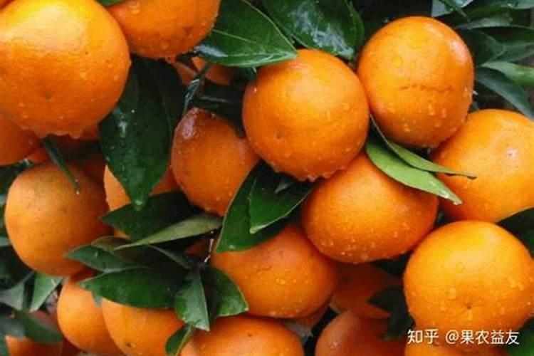 面对柑橘果实枯水现象,果农该如何应对？