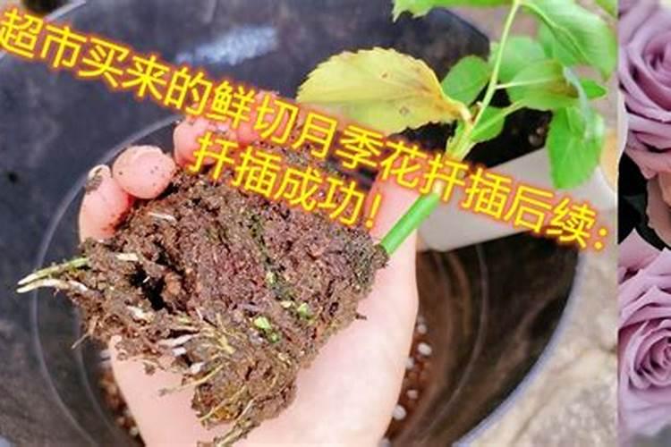 月季施什么肥开花最好