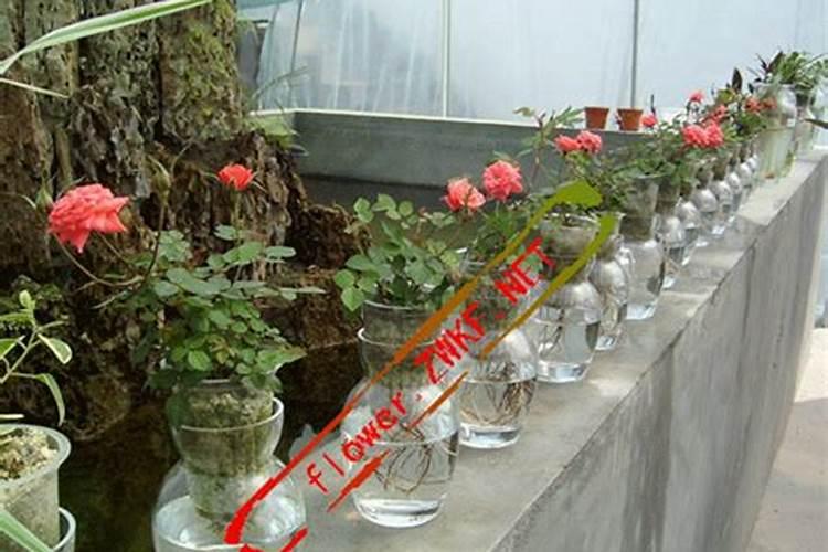 施什么肥让月季花开又多又大花瓣厚(自制月季花肥料)