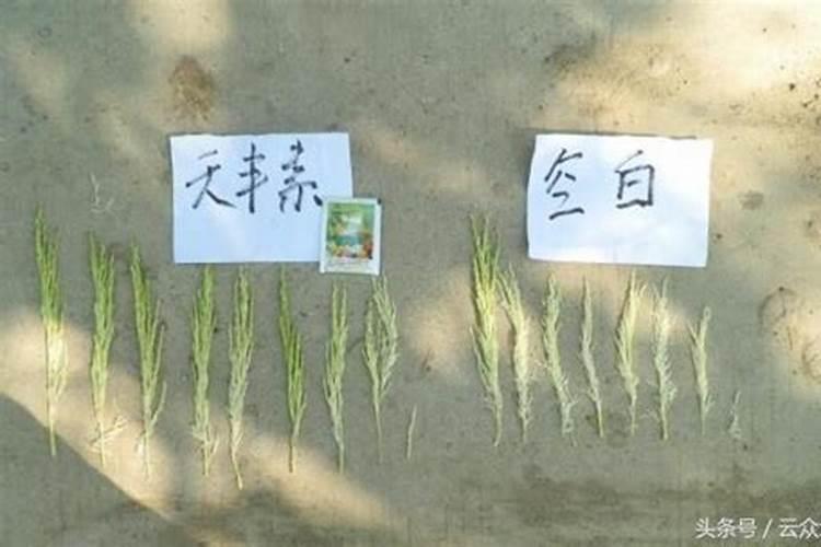 芸苔素内酯使用方法与用量