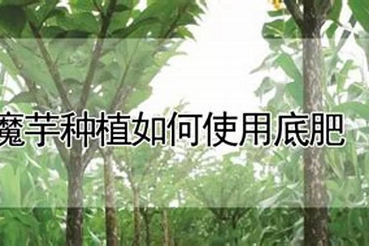 魔芋种植底肥放哪