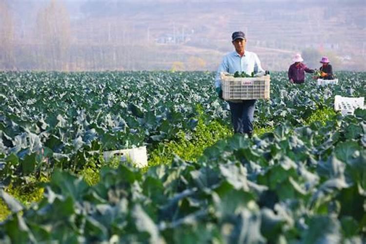 棚菜用什么叶面肥？棚菜叶面肥价格多少钱一袋？棚菜叶面肥用“昆仑...