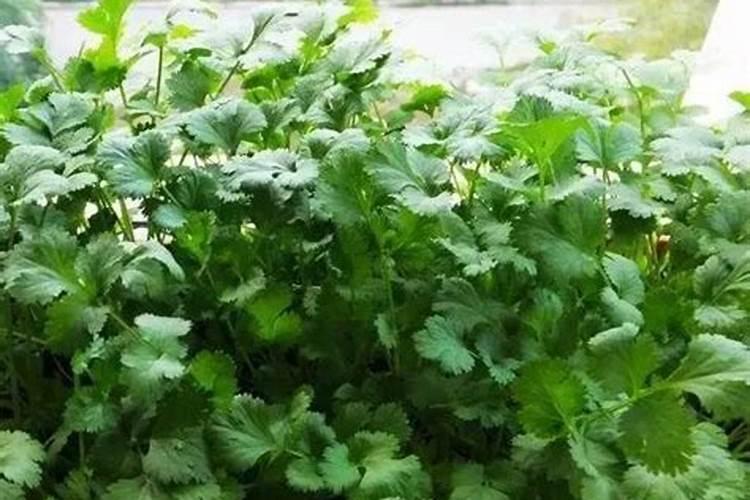 香菜最忌什么肥料施肥最好
