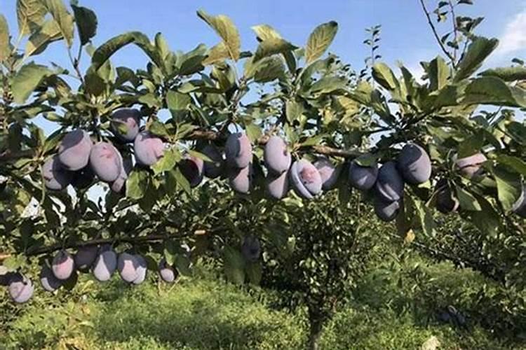 种植李子怎么管理结果多产量高？李子膨果增甜叶面肥哪种好