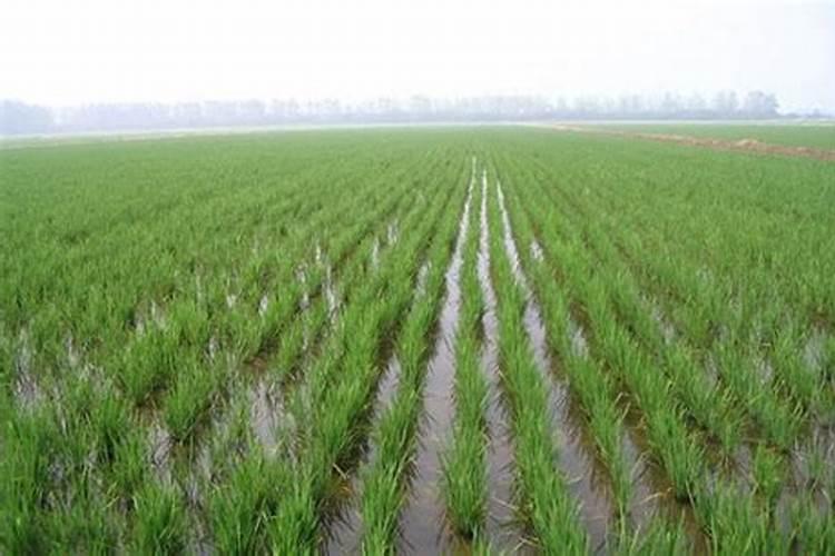钾肥施用后连续4–5天下雨有影响吗？