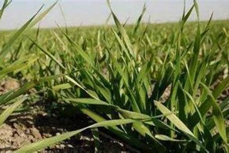 冬小麦种植技术与管理施肥