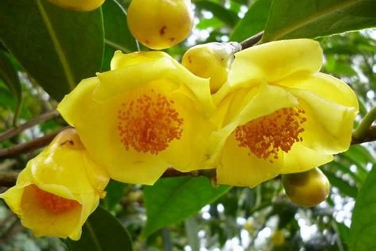 请问金花茶放什么肥料