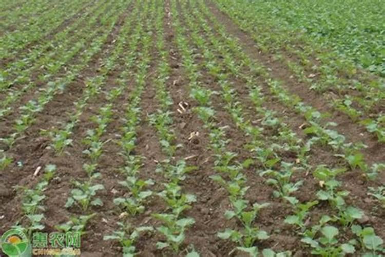 西瓜多久施一次复合肥,施肥时需要注意什么？