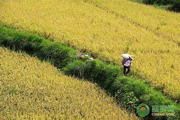 硫酸钾型复合肥对种花生可以用吗？