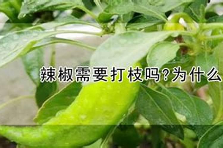 辣椒开花时施什么肥最好