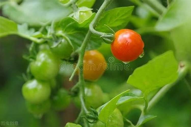 水溶肥料怎么使用