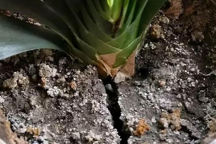 芹菜什么时候用钙肥 怎么使用效果好