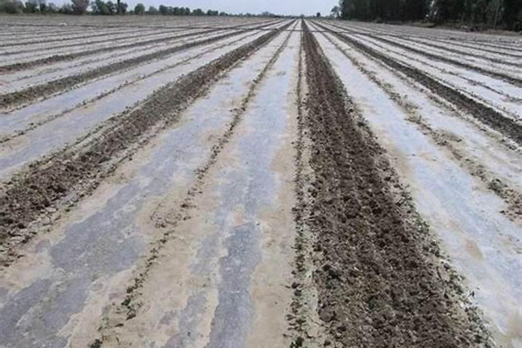 棉花种植注意事项是什么 棉花应该怎么养殖