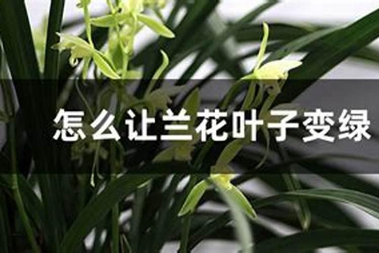 怎么让兰花叶子变绿,叶片失绿怎么治