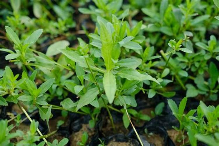 有机花菜施什么肥料