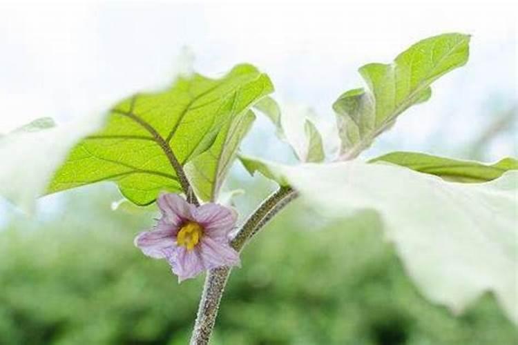 茄子开花结果期怎么施肥和管理
