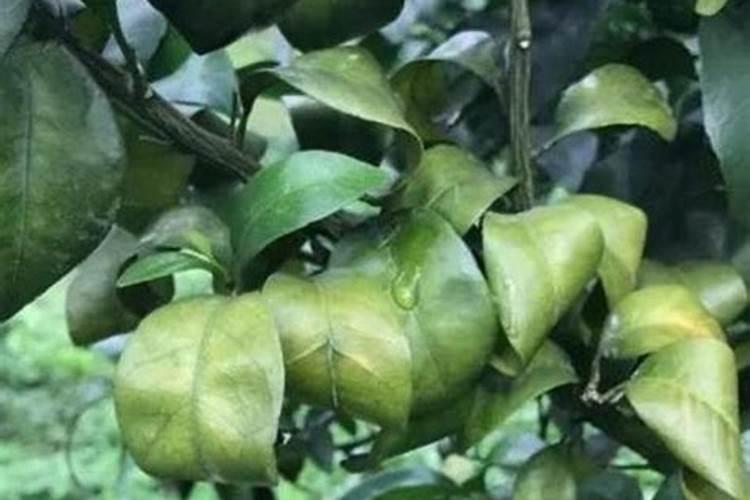 苹果树硼中毒怎么办