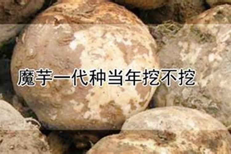 魔芋什么时候上面漆合适？