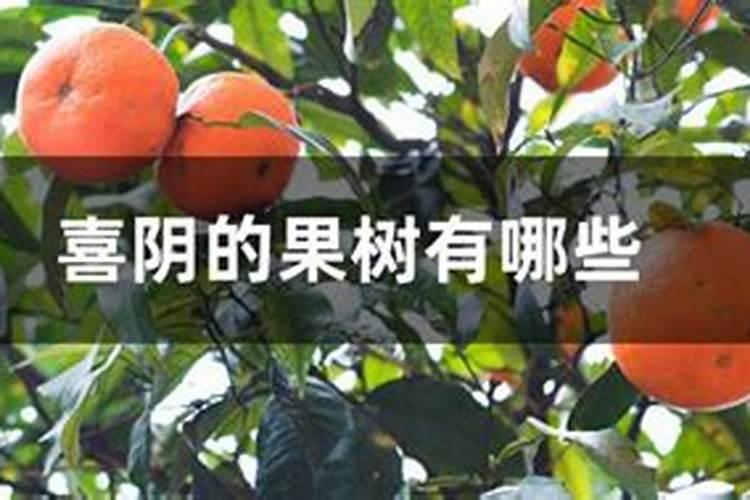 苹果树什么时候施钾肥好