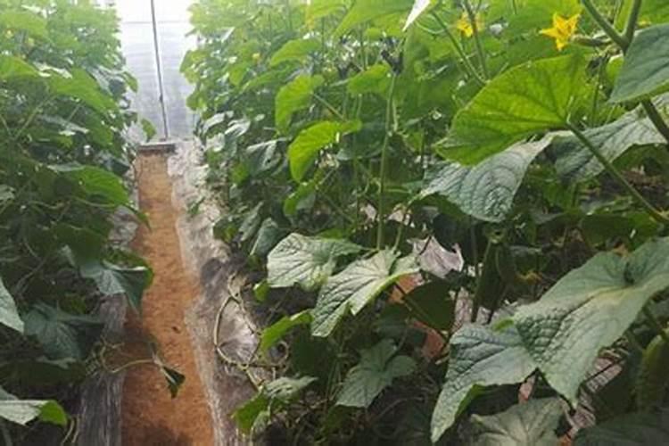黄瓜苗施什么肥料