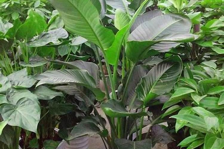 使叶子变绿的肥料、绿植需要的肥料有哪些