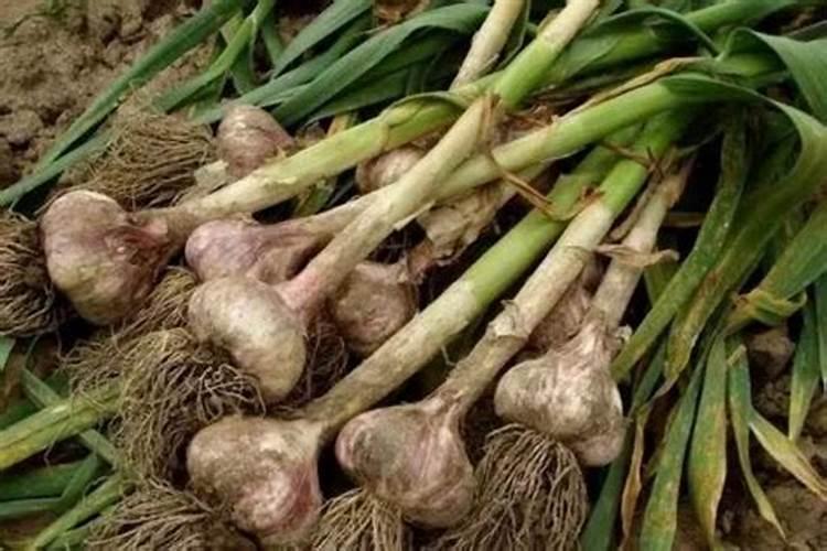 红蒜种植离不开肥料,红蒜对肥料需求是怎么样的？