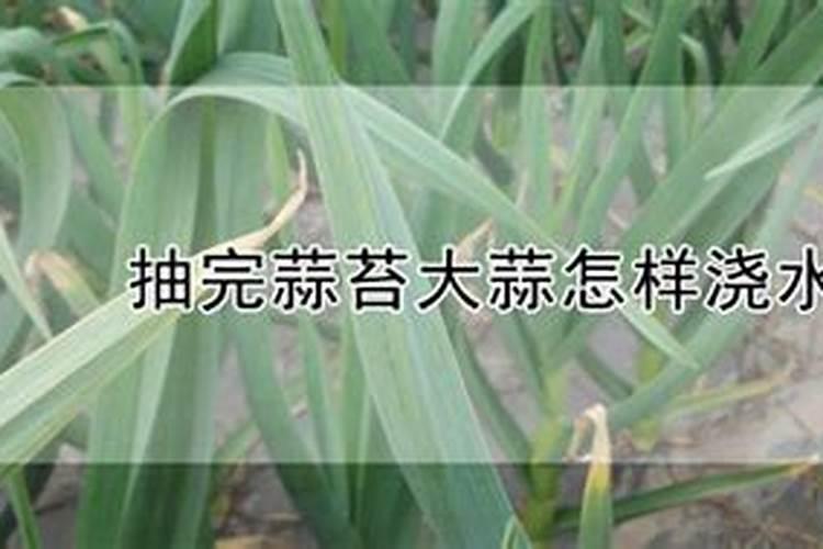 大蒜抽了蒜苔后怎样管理