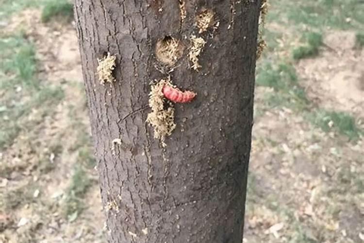 呲虫啉,阿维菌素,高效氯氟氰菊酯,含氨基酸水溶肥能不能一起施