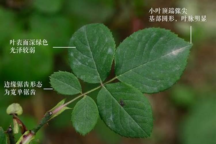 月季花叶片枯萎,怎么救？