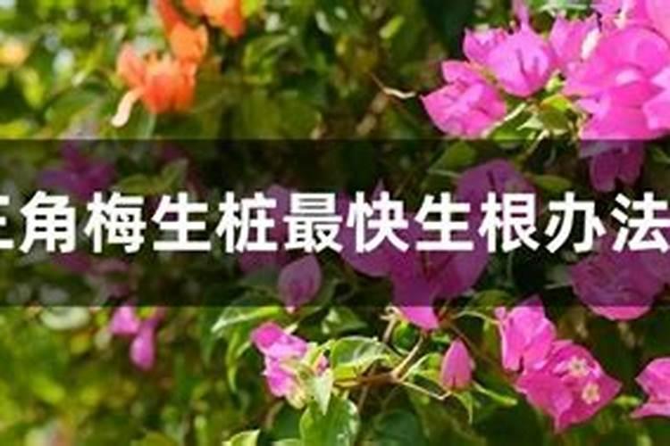 三角梅底肥放什么肥好