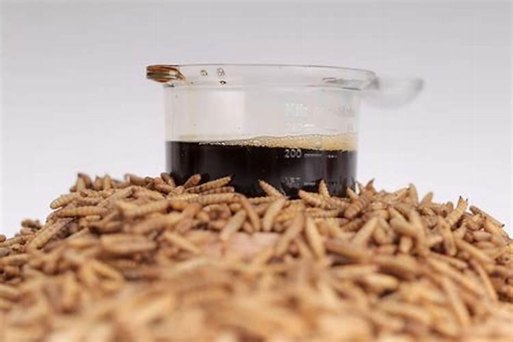 昆虫蛋白已经成为投资热点,它真的能替代大豆和鱼类蛋白？比
