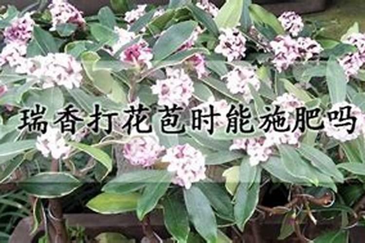 怎样给有花苞的杜鹃施肥 如何给有花苞的杜鹃施肥