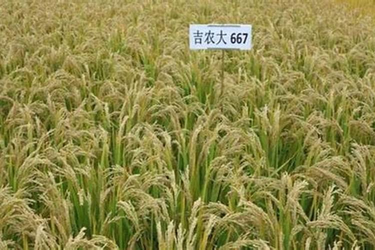 吉农大673水稻品种介绍 吉农大667水稻品种介绍