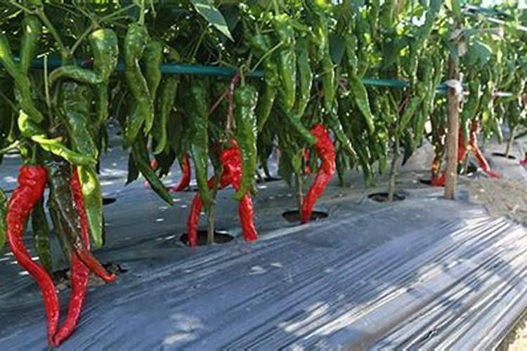 请各位专家帮忙看看这个大棚辣椒 拔节长 坐不住果是怎么回事？