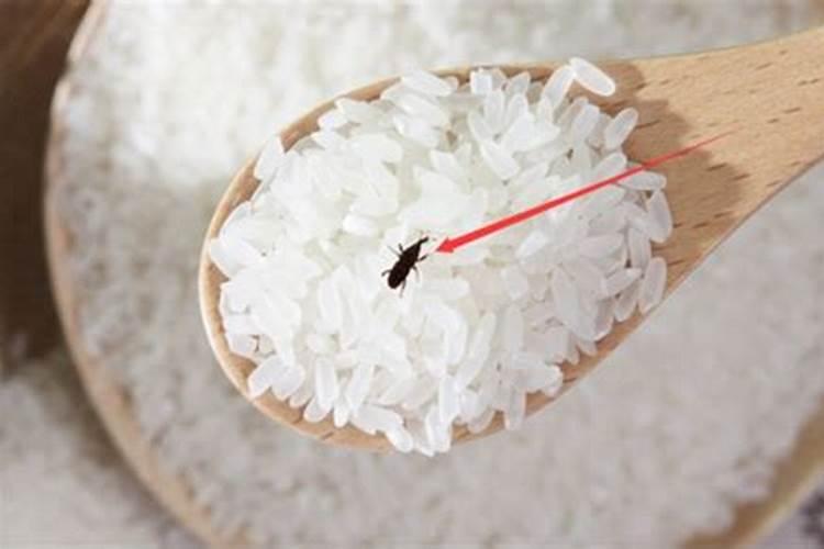 发霉了的大米可以埋在土里当肥料种庄稼吗？