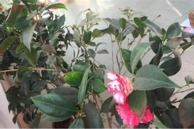 茶花施什么肥料最好