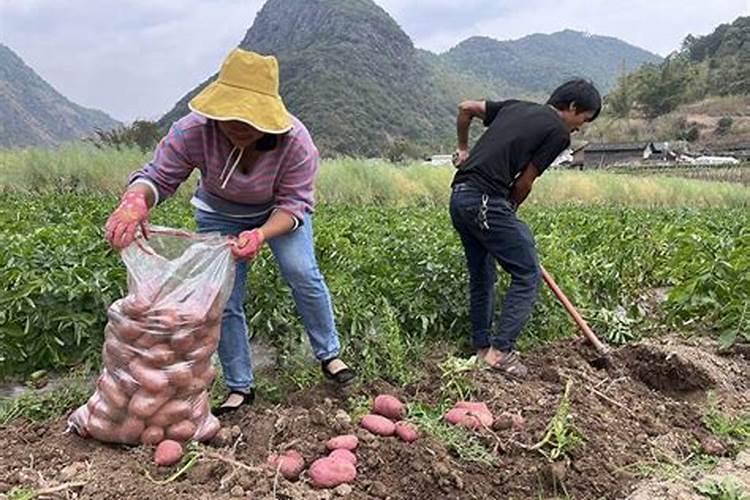 洋芋追肥用什么肥料好 注意事项有哪些